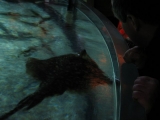 SeaLife