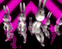 Bunnys