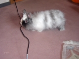 Spike-