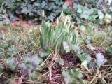 Frühling