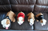 Bulldog Spike Rudel