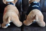 Bulldog Spike Rudel