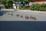 Ostfriesland 15.07.2007