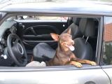 Willste ne Runde drehen Puppe?