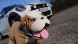 Mein Wachhund