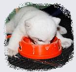 knut