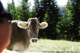 Crossing Alps 0116