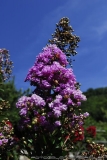 Crossing Alps 0896