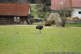 Zu Ostern Steck Den Kopf In Den Sand 0008