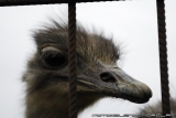 Zu Ostern Steck Den Kopf In Den Sand 0021