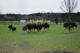 Zu Ostern Steck Den Kopf In Den Sand 0023