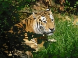 Leipzig Zoo 21.06.09