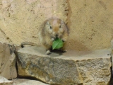 Leipzig Zoo 21.06.09
