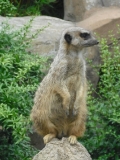 Leipzig Zoo 21.06.09