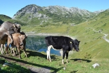 Formarinsee Mit Glücklichen Kühen