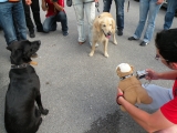 Who Let The Dogs Out? Who? Who?