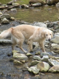 Griffin Und Das Wasser ...