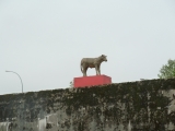 Hafenrundfahrt - Das goldene Kalb
