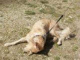 Der Verdrehte Hund