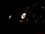 Christmas Tree 1