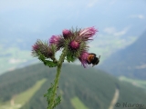 Urlaubs St 2009 08 01 06