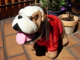 Us Bulldogs 12