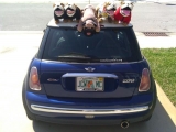 Deutsche Bulldoggen In Florida