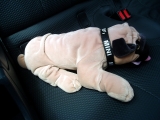 Mini Bulldog Simon