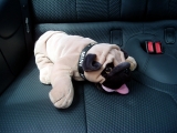 Mini Bulldog Simon