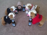 Deutsche Bulldoggen In Florida