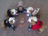 Deutsche Bulldoggen In Florida