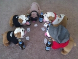 Deutsche Bulldoggen In Florida
