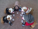 Deutsche Bulldoggen In Florida
