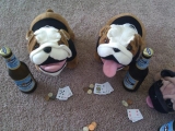 Deutsche Bulldoggen In Florida