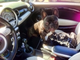 Wir Suchen Rocky!