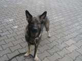 Schubbern 27.03.2010
