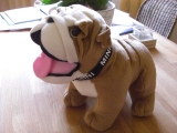 Bulldog